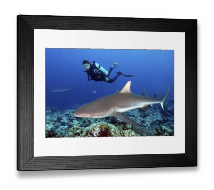 Framed Print : Diver looking at grey reef shark (Carcharhinus amblyrhynchos)
