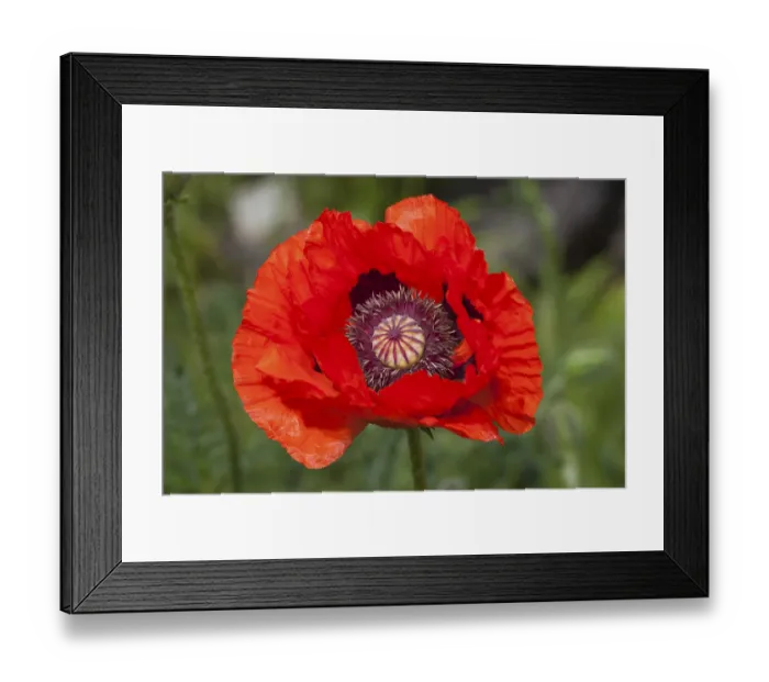 Framed Print : Flowering Pseudo-oriental Poppy (Papaver pseudo-orientale)