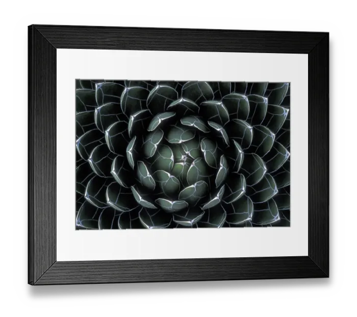 Framed Print : Houseleek (Sempervivum), Lanzarote, Spain Framed Print : Houseleek (Sempervivum), Lanzarote, Spain