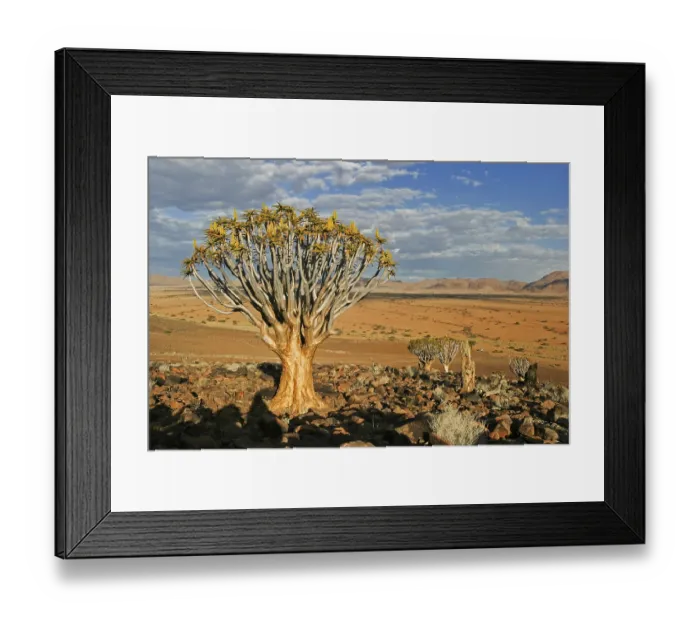 Framed Print : Quiver tree or Kokerboom (Aloe dichotoma)
