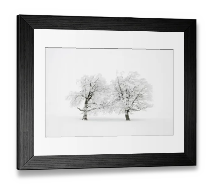Framed Print : Snow-covered trees in the fog, winter Framed Print : Snow-covered trees in the fog, winter
