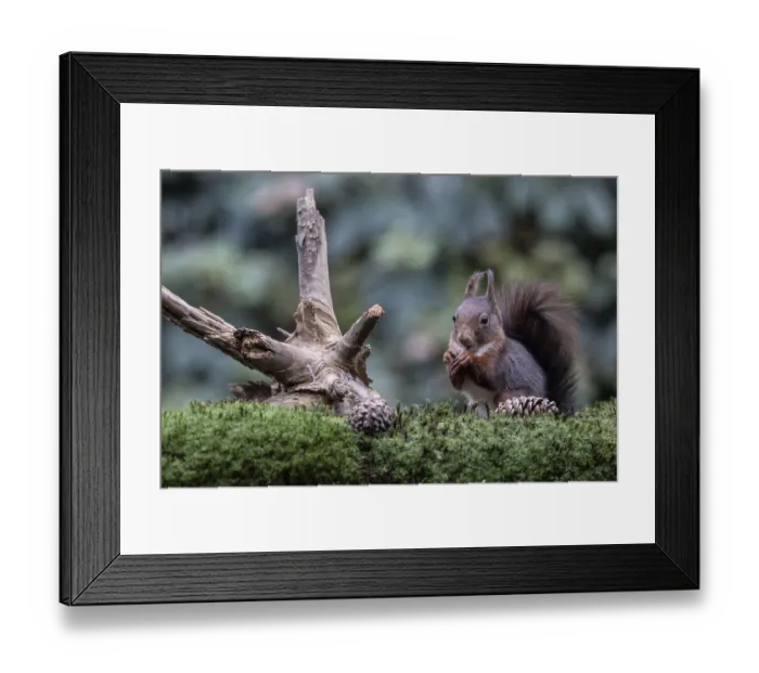 Framed Print : Squirrel (Sciurus vulgaris), Emsland Framed Print : Squirrel (Sciurus vulgaris), Emsland