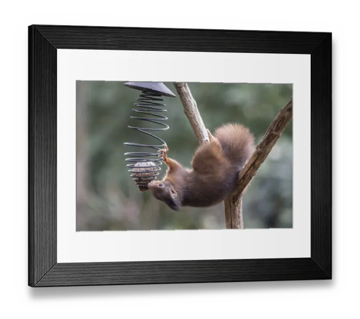 Framed Print : Squirrel (Sciurus vulgaris), Emsland