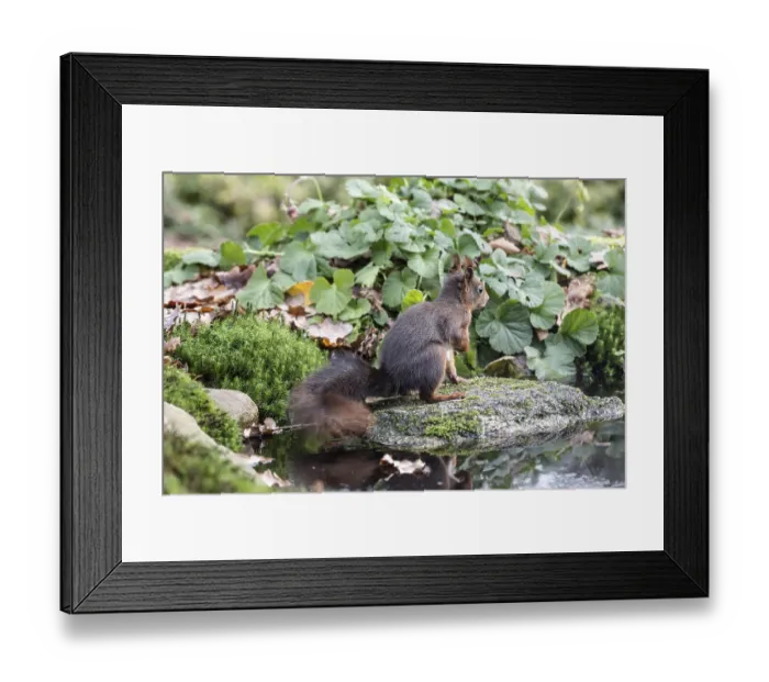Framed Print : Squirrel (Sciurus vulgaris), Emsland Framed Print : Squirrel (Sciurus vulgaris), Emsland