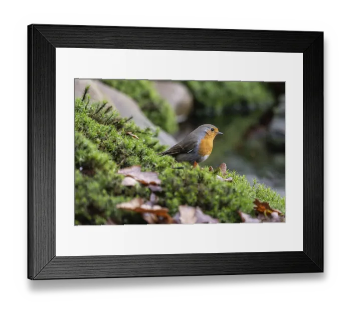 Framed Print : Robin (Erithacus rubecula), Emsland Framed Print : Robin (Erithacus rubecula), Emsland