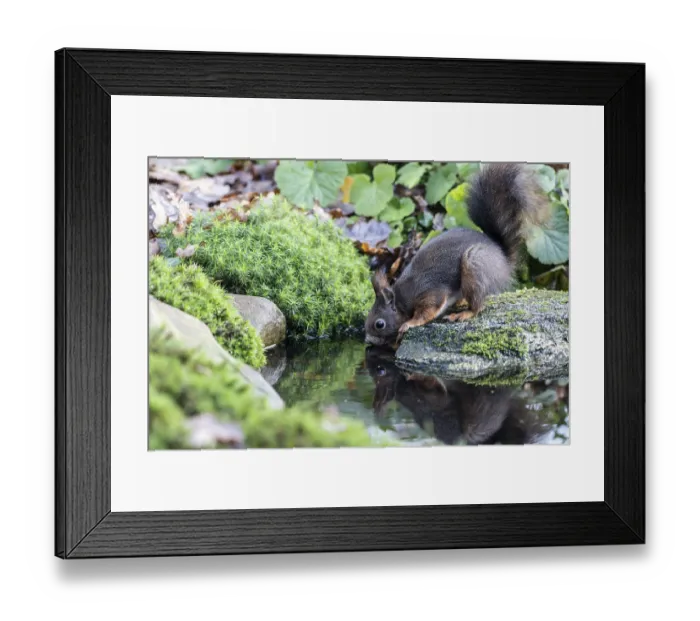 Framed Print : Squirrel (Sciurus vulgaris), Emsland