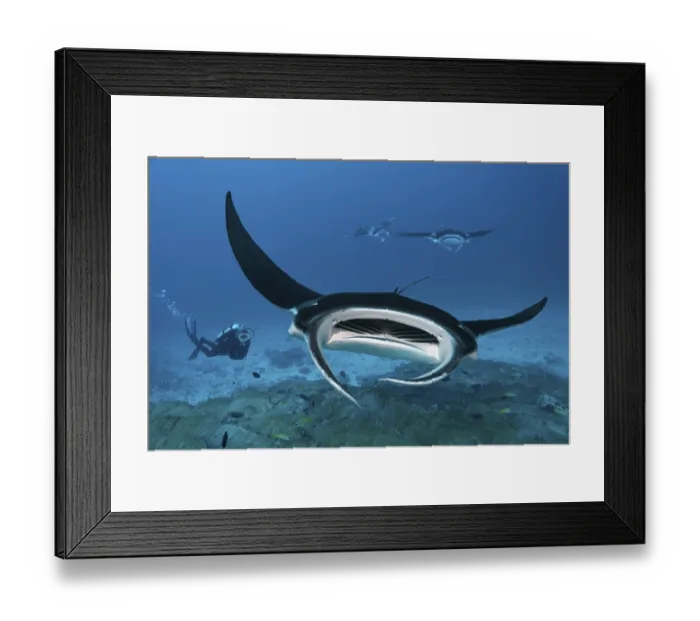 Framed Print : Diver observing reef manta ray (Manta alfredi) Framed Print : Diver observing reef manta ray (Manta alfredi)