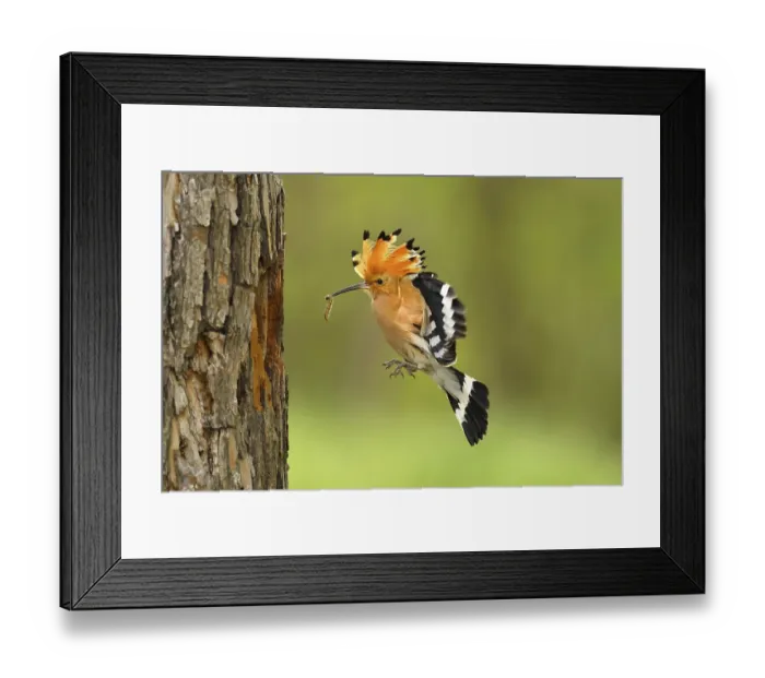 Framed Print : Hoopoe (Upupa epops) approaching Breeding Cave
