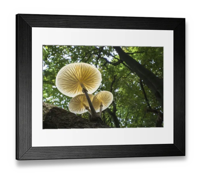 Framed Print : Porcelain fungi (Oudemansiella mucida) on a tree trunk