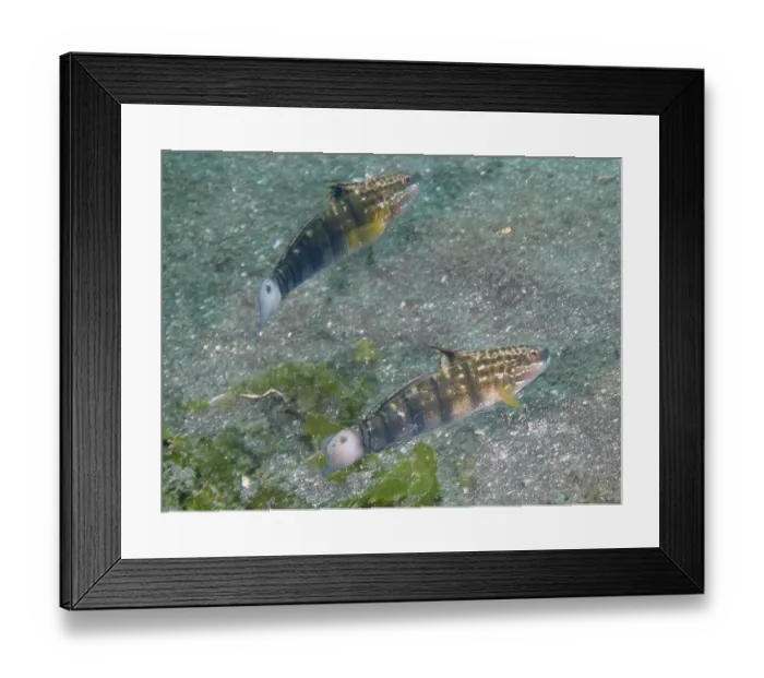 Framed Print : Two olive-green striped fish, dredge gobius (Amblygobius phalaena)