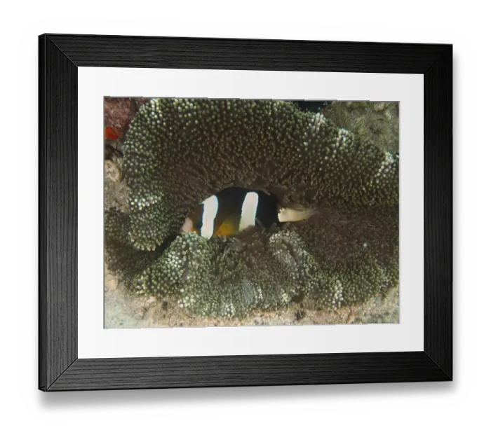 Framed Print : Clownfish, Clark's anemonefish (Amphiprion clarkii)