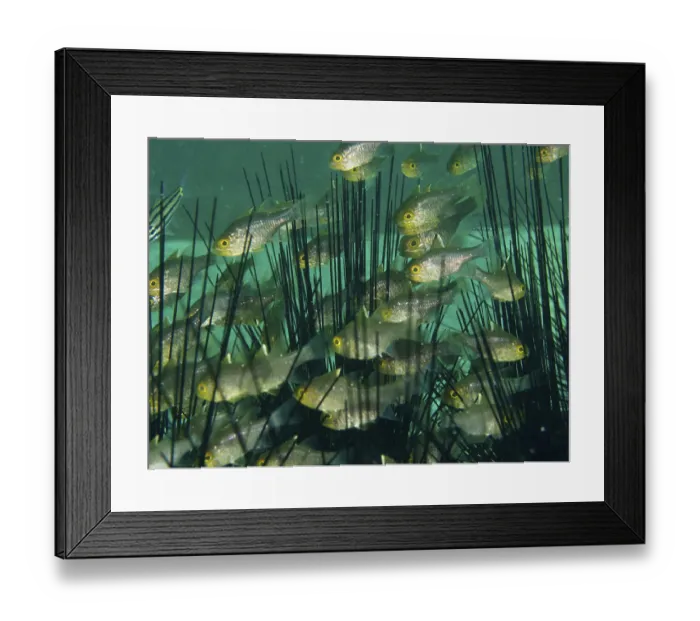 Framed Print : Swarm of small fish, flag-fin cardinalfish (Ostorhinchus hoevenii)