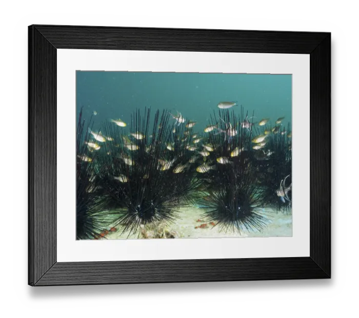Framed Print : A swarm of fish, flag-fin cardinalfish (Ostorhinchus hoevenii) Framed Print : A swarm of fish, flag-fin cardinalfish (Ostorhinchus hoevenii)