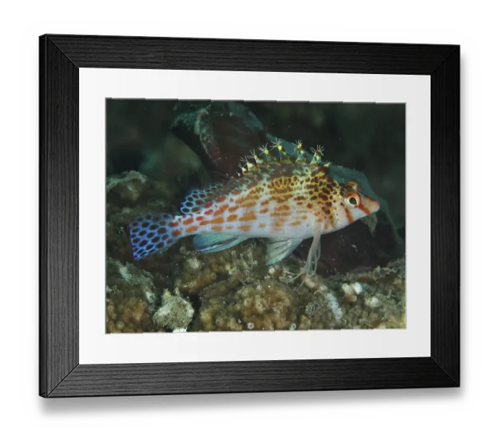 Framed Print : A fish with patterned fins, Falk's coral guardian (Cirrhitichthys falco) Framed Print : A fish with patterned fins, Falk's coral guardian (Cirrhitichthys falco)