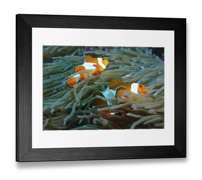 Framed Print : Two false clownfish (Amphiprion ocellaris) swim safely in the tentacles of a sea anemone