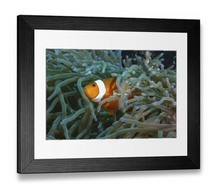 Framed Print : A single false clownfish (Amphiprion ocellaris) hides between the tentacles of a sea anemone