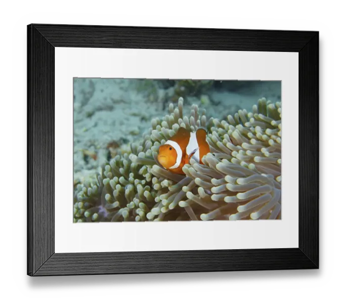 Framed Print : A false clownfish (Amphiprion ocellaris) with a curious eye in a sea anemone Framed Print : A false clownfish (Amphiprion ocellaris) with a curious eye in a sea anemone