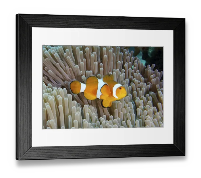 Framed Print : A false clownfish (Amphiprion ocellaris) swims over the tentacles of a sea anemone
