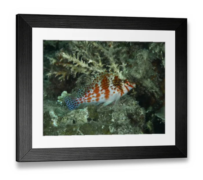 Framed Print : A fish with a red pattern, Falk's coral guardian (Cirrhitichthys falco)
