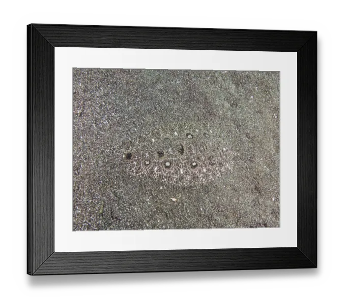 Framed Print : A flatfish, angler butt (Asterorhombus fijiensis)