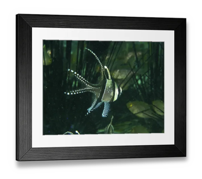 Framed Print : A swimming Banggai cardinalfish (Pterapogon kauderni) in a dense underwater area