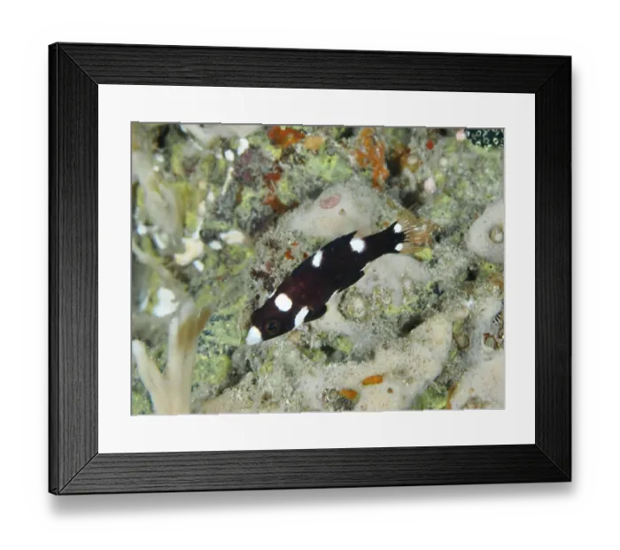 Framed Print : A small dark-colored fish with white spots