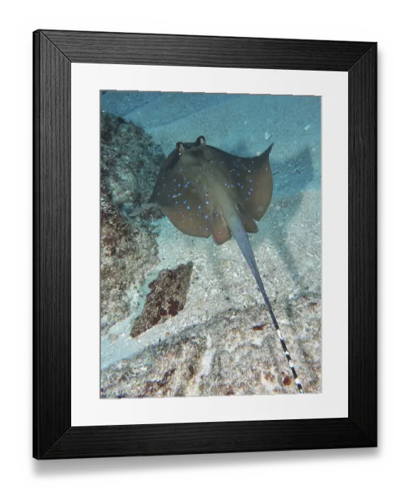 Framed Print : A speckled ray, blue-spotted ray (Neotrygon kuhlii) Framed Print : A speckled ray, blue-spotted ray (Neotrygon kuhlii)