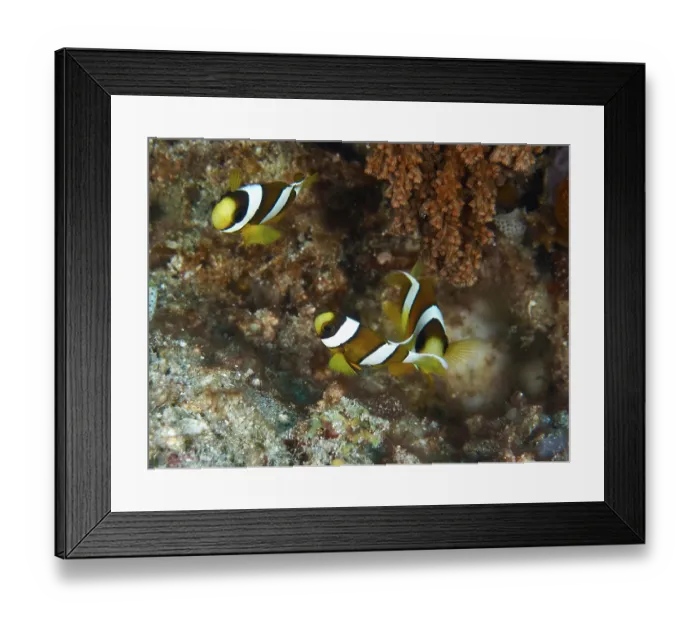Framed Print : Three clownfish, Clark's anemonefish (Amphiprion clarkii) juvenile