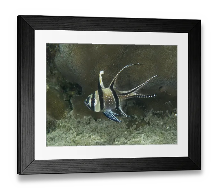Framed Print : A tropical Banggai cardinalfish (Pterapogon kauderni) swims on a coral reef Framed Print : A tropical Banggai cardinalfish (Pterapogon kauderni) swims on a coral reef