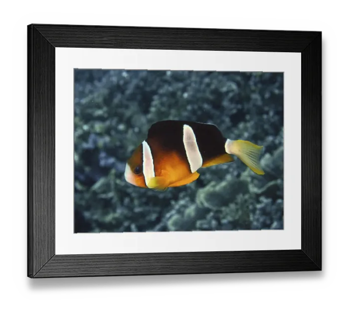 Framed Print : A single clownfish, Clark's anemonefish (Amphiprion clarkii)