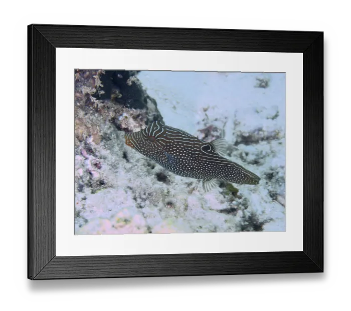 Framed Print : A striped fish with a camouflage pattern Framed Print : A striped fish with a camouflage pattern