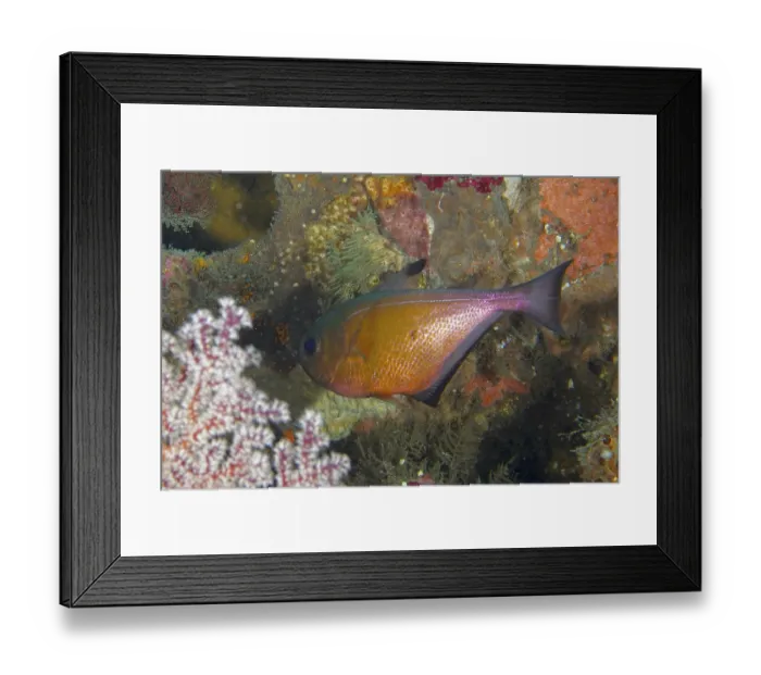 Framed Print : A tropical fish, axe belly fish (Pempheris adusta)
