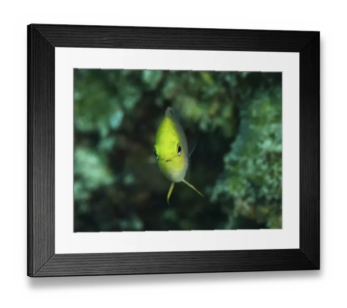 Framed Print : A yellow fish, Ambon demoiselle (Pomacentrus amboinensis)