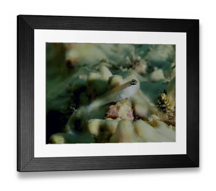 Framed Print : A small hagfish, banda-comb-toothed slimefish (Ecsenius bandanus) Framed Print : A small hagfish, banda-comb-toothed slimefish (Ecsenius bandanus)