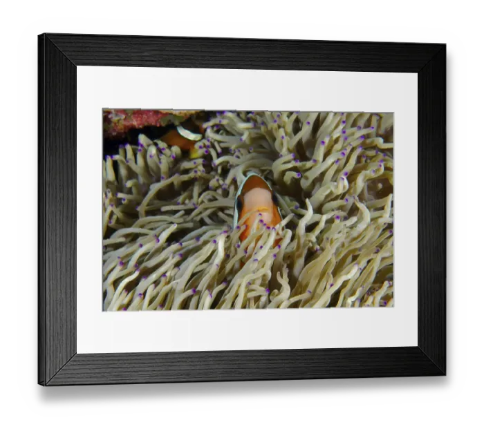 Framed Print : A clownfish, Clark's anemonefish (Amphiprion clarkii)