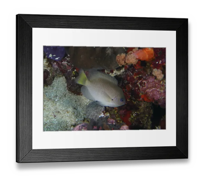 Framed Print : A gray fish, Ambon demoiselle (Pomacentrus amboinensis) Framed Print : A gray fish, Ambon demoiselle (Pomacentrus amboinensis)