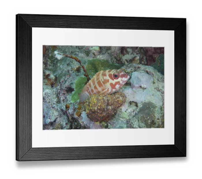 Framed Print : A striped fish, beret grouper (Epinephelus fasciatus)