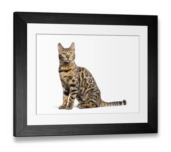 Framed Print : Side view of a Bengal cat sit, isolated on white