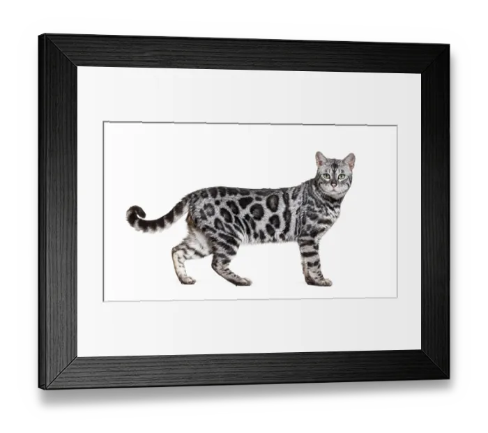 Framed Print : Side view of a Silver bengal cat