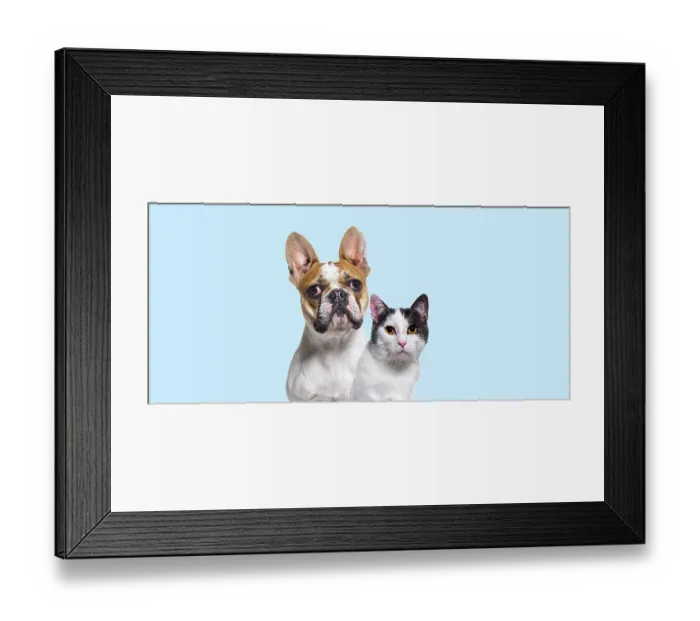 Framed Print : Head shot of French bulldog and a crossbreed cat together on a blue background
