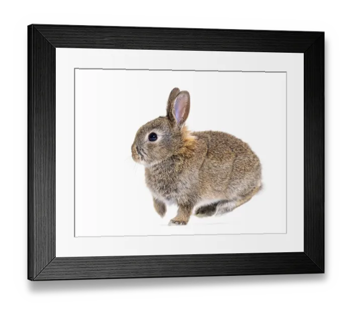 Framed Print : Side view of a Young bunny European rabbit