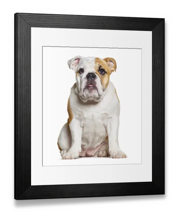Framed Print : Four months old puppy English Bulldog sitting and facing at the camera Framed Print : Four months old puppy English Bulldog sitting and facing at the camera