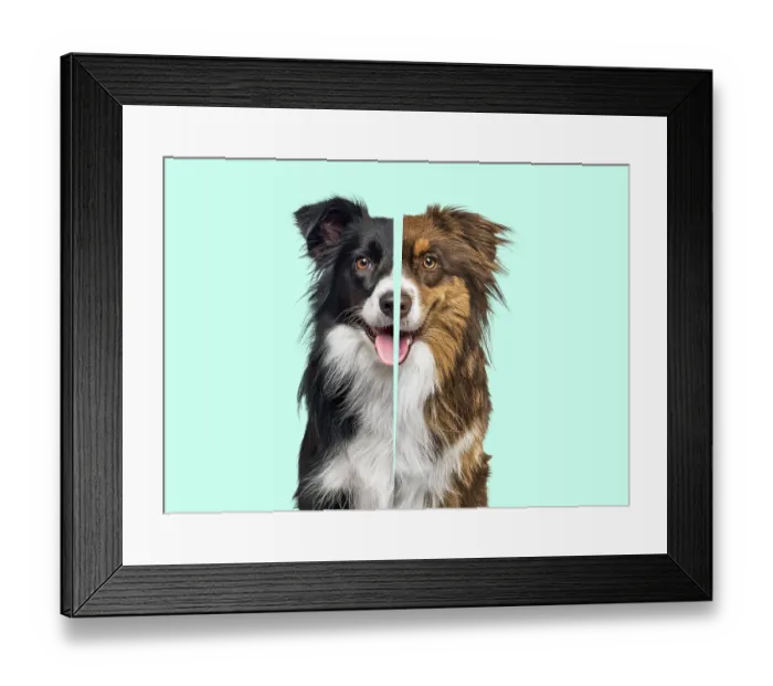 Framed Print : Comparison between black and white Border collie and an other red tri-color Framed Print : Comparison between black and white Border collie and an other red tri-color