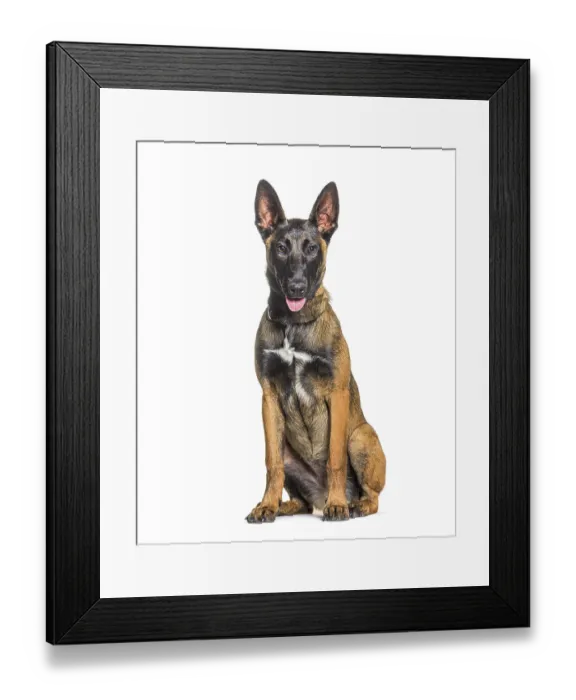 Framed Print : Sitting panting Malinois dog, Isolated on white