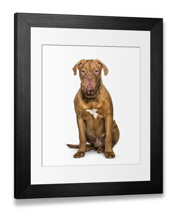 Framed Print : Dogue de Bordeaux sitting, isolated on white