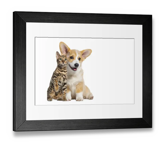 Framed Print : Cat and dog together, Puppy dog and bengal cat