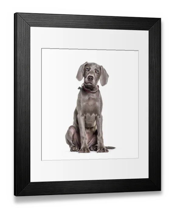 Framed Print : Young Weimaraner pointing dog sitting and weraing a collar