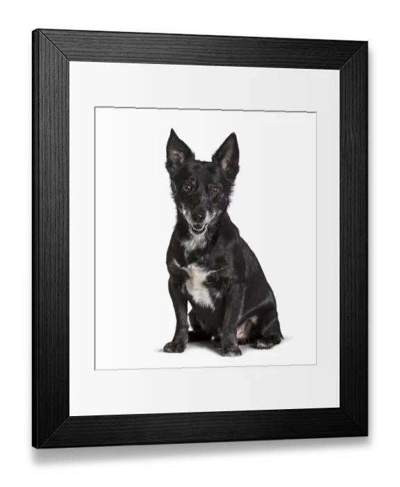 Framed Print : Mixed-breed, Jack Russell, sitting against white background
