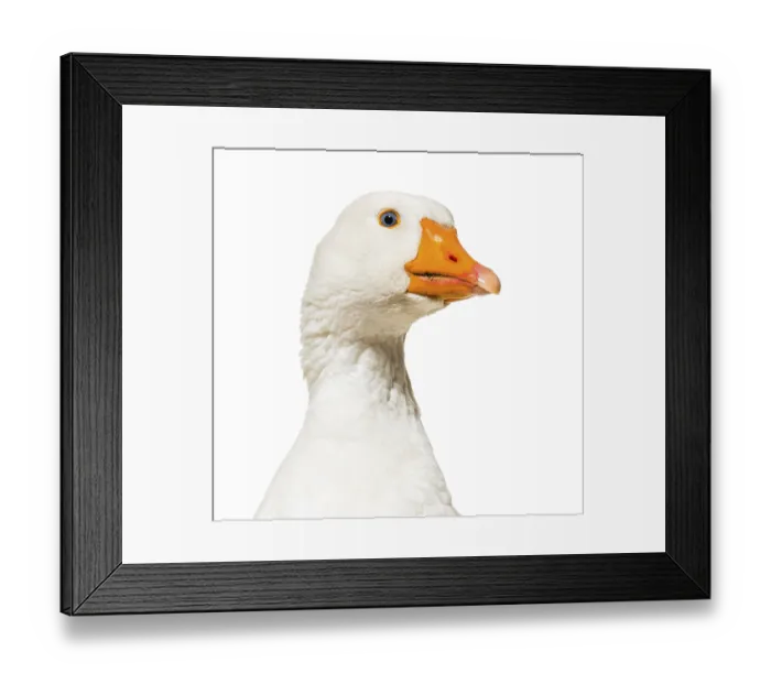 Framed Print : Close up of, Domestic goose against white background