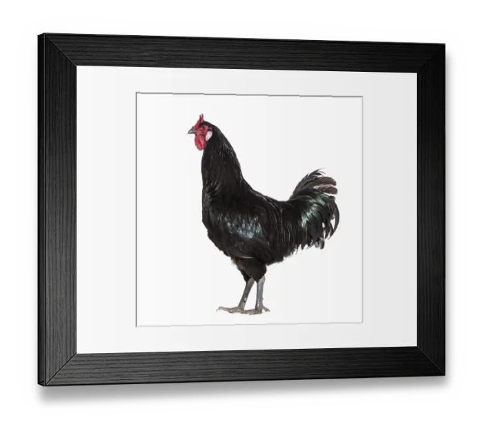 Framed Print : La Fleche chicken standing against white background Framed Print : La Fleche chicken standing against white background